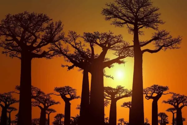 Madagascar, arboles de baobabs