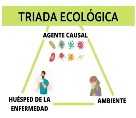¿Qué es la Triada Ecológica Definición y Significado