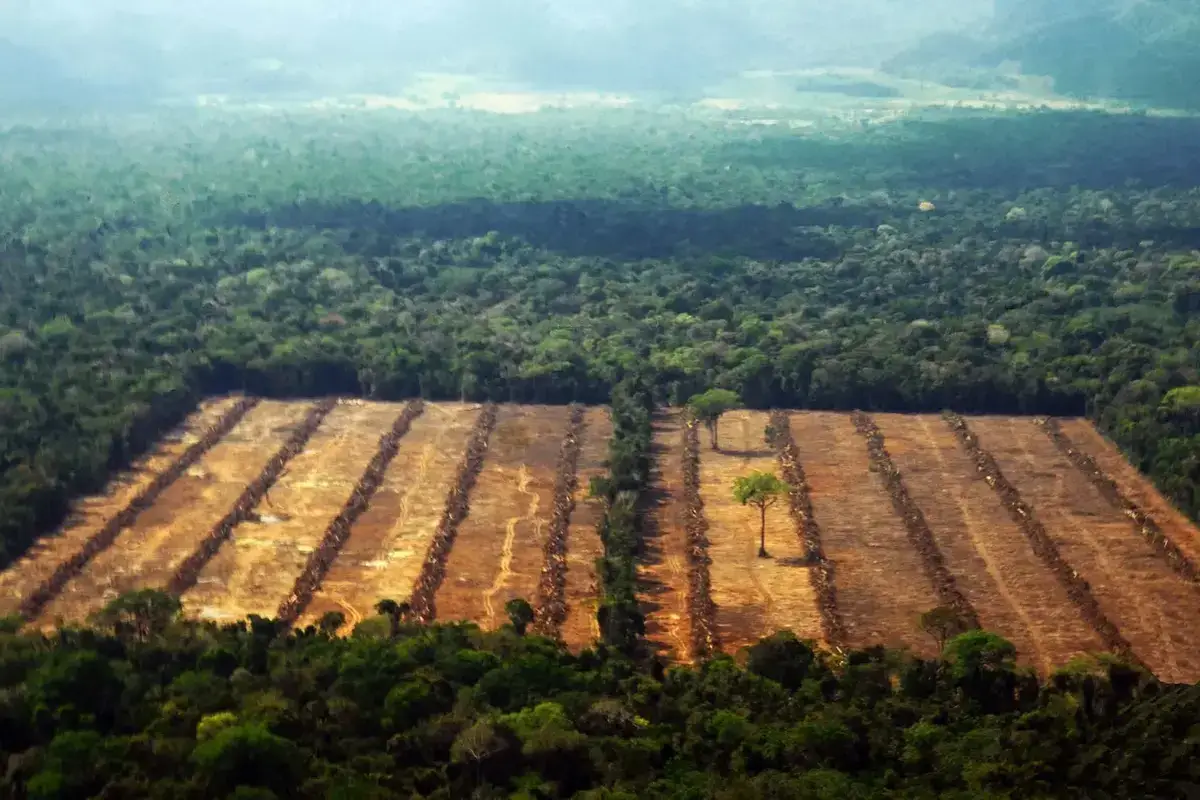 deforestación para cultivos 90% de deforestación, ¿culpa de la agricultura ¡Descúbrelo!