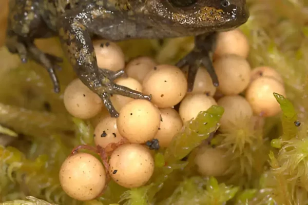 Bryophryne cophites, una especie con desarrollo directo, protegiendo su puesta de huevos.