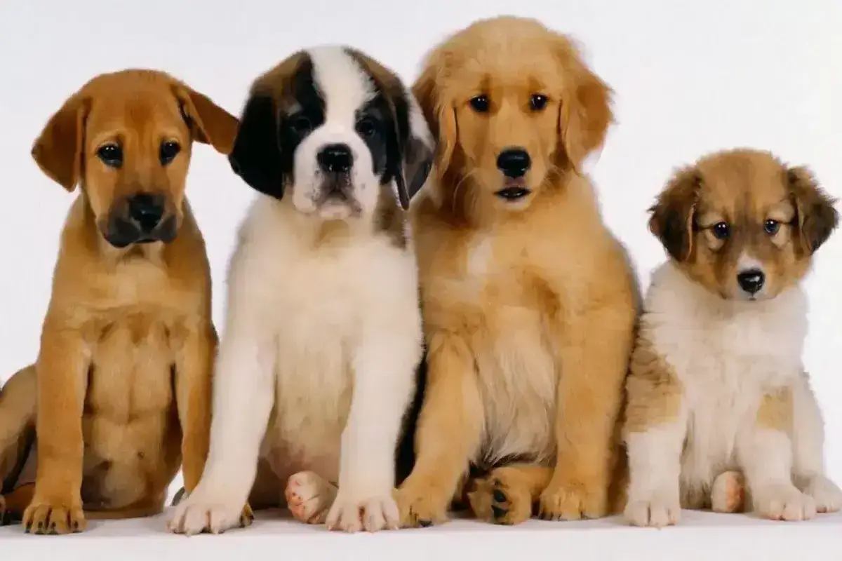 Descubriendo la Longevidad Canina Fármacos para Perros que Aumentan la Esperanza de Vida