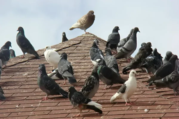 que acciones se podrían llevar a cabo para cuidar a las palomas