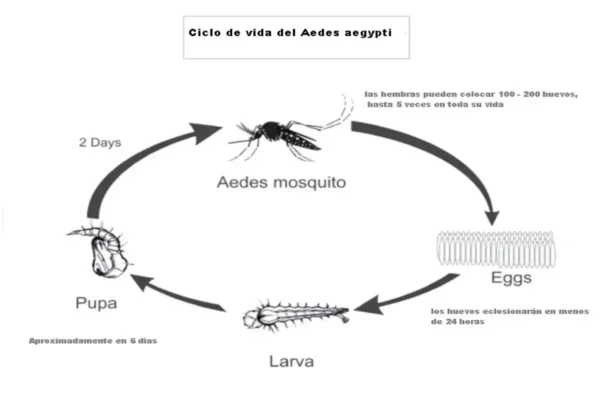 Ciclo de Vida del Mosquito Tigre