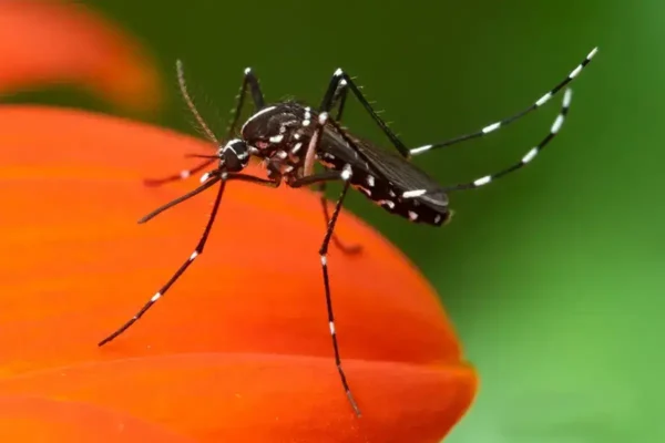 Cómo protegerse de los mosquitos