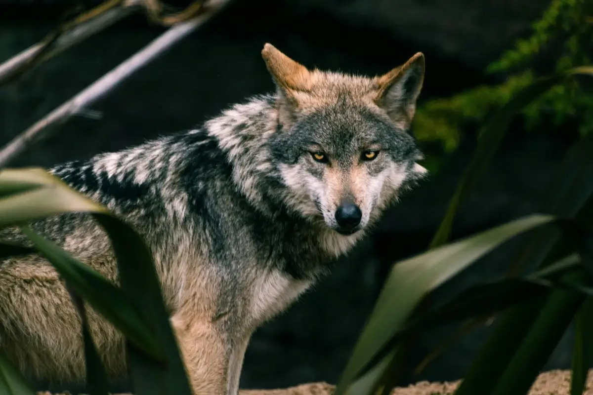 Coyote Mexicano Últimas Estrategias para su Protección y Preservación