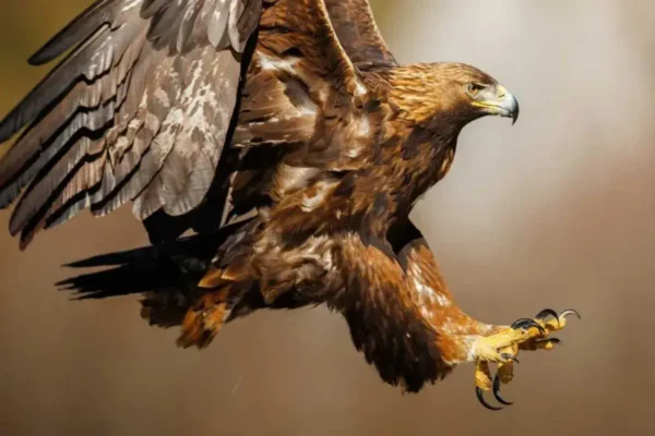 El águila real un símbolo en peligro