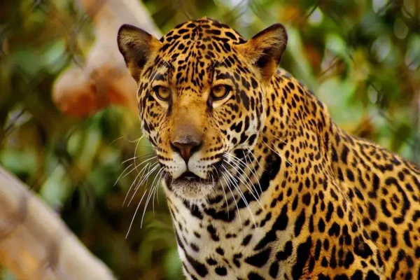 El majestuoso jaguar un felino en la encrucijada