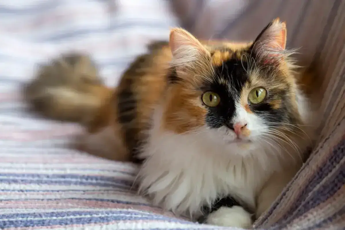 La Extraña Belleza del gato calico ¡Descubre su Encanto Único!