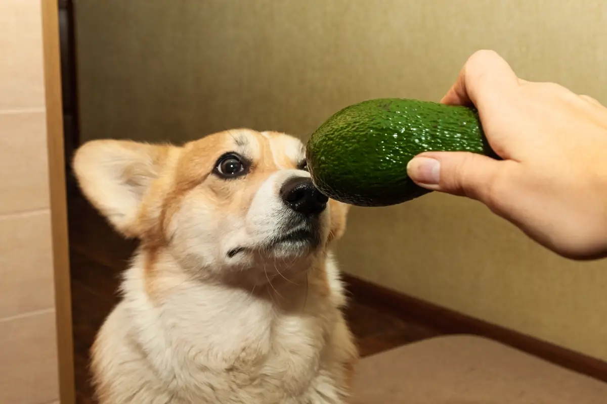 Los perros pueden comer aguacate: ¿sí o no?