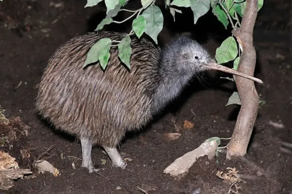 Morfología del pajaro kiwi Más que un Simple Pájaro