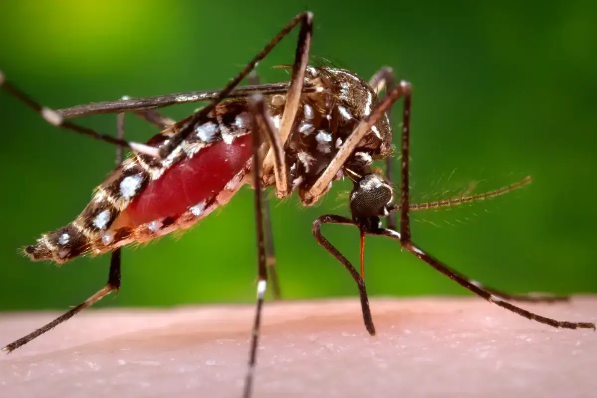 Mosquitos Tigre: ¿Cuánto vive un mosquito?