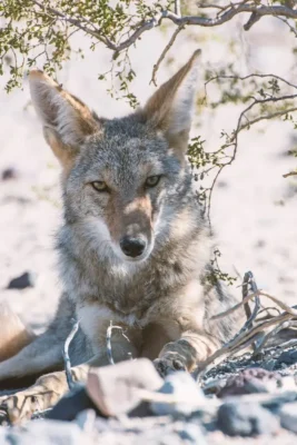 ¿Por qué es importante conservar al coyote mexicano