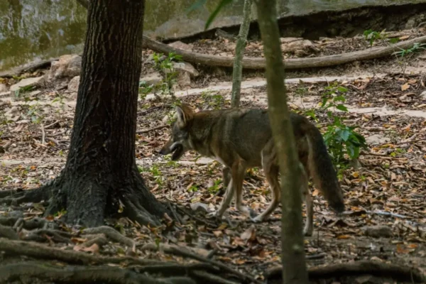 Reproducción y conservación del coyote mexicano