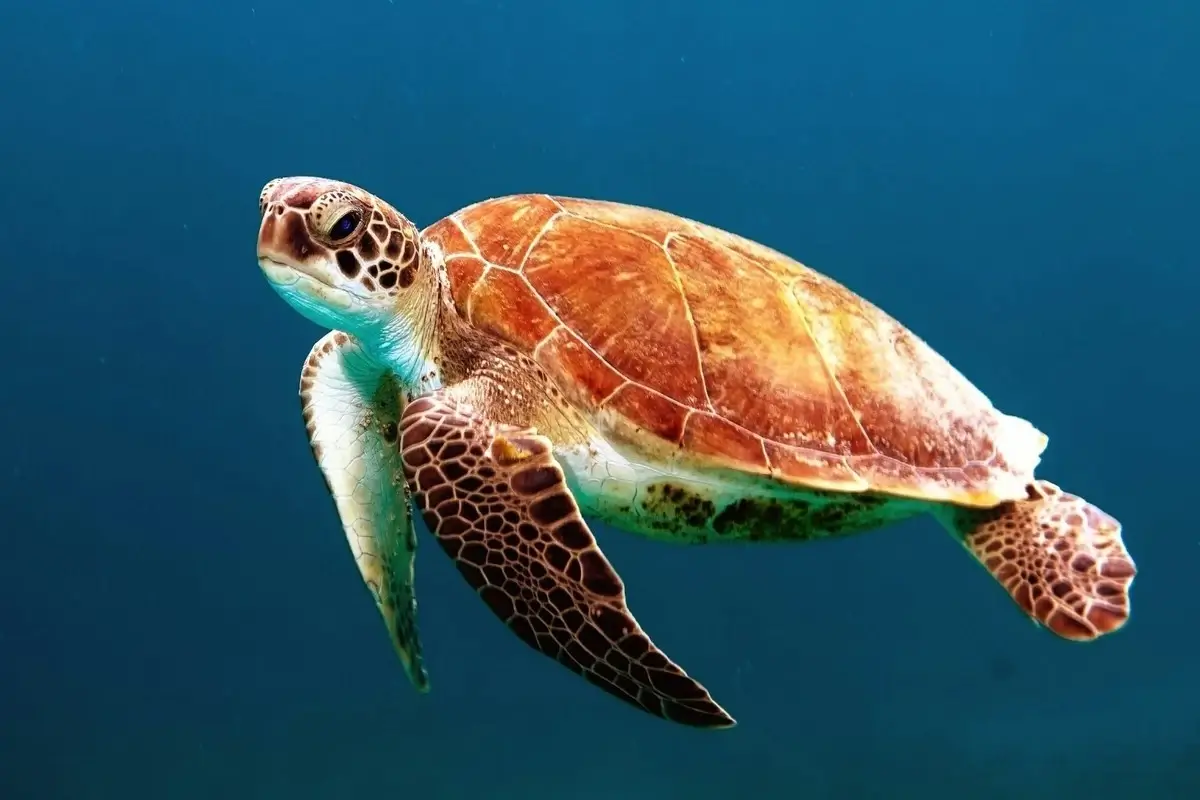 Tortuga Boba: La Maravilla del Océano que Necesitas Conocer