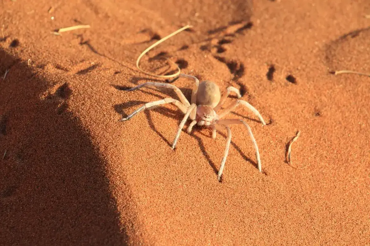 Arañas del desierto