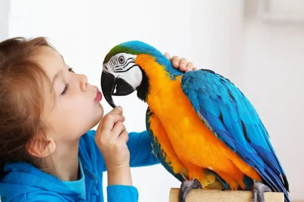 Pájaro mascota domestico para niños