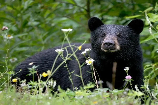¿Qué podemos hacer para apoyar a este hermoso animal. oso negro americano