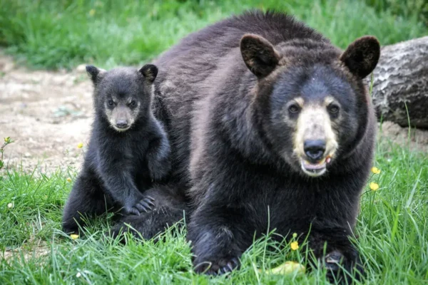 Reproducción del oso negro