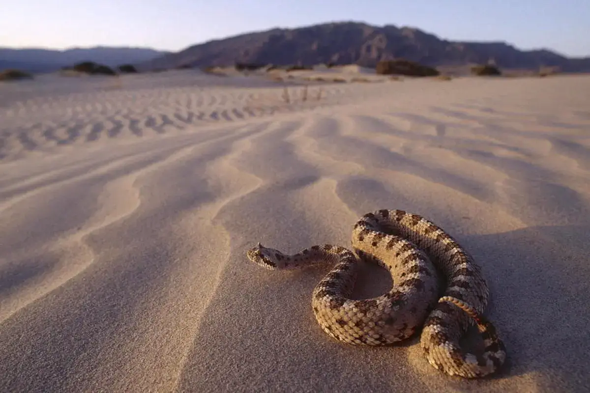 Serpientes del desierto