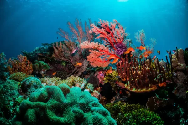 Arrecifes de Coral del Caribe Mexicano