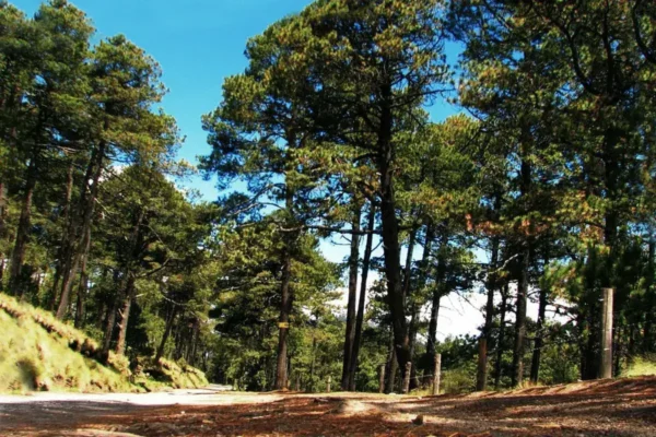 Bosque de Pino-Encino Mex