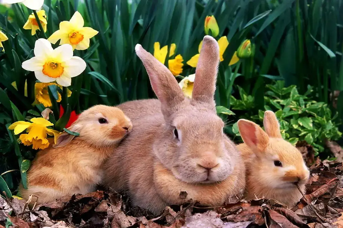 ¿Cómo se llaman las crías de los conejos? Descúbrelo aquí