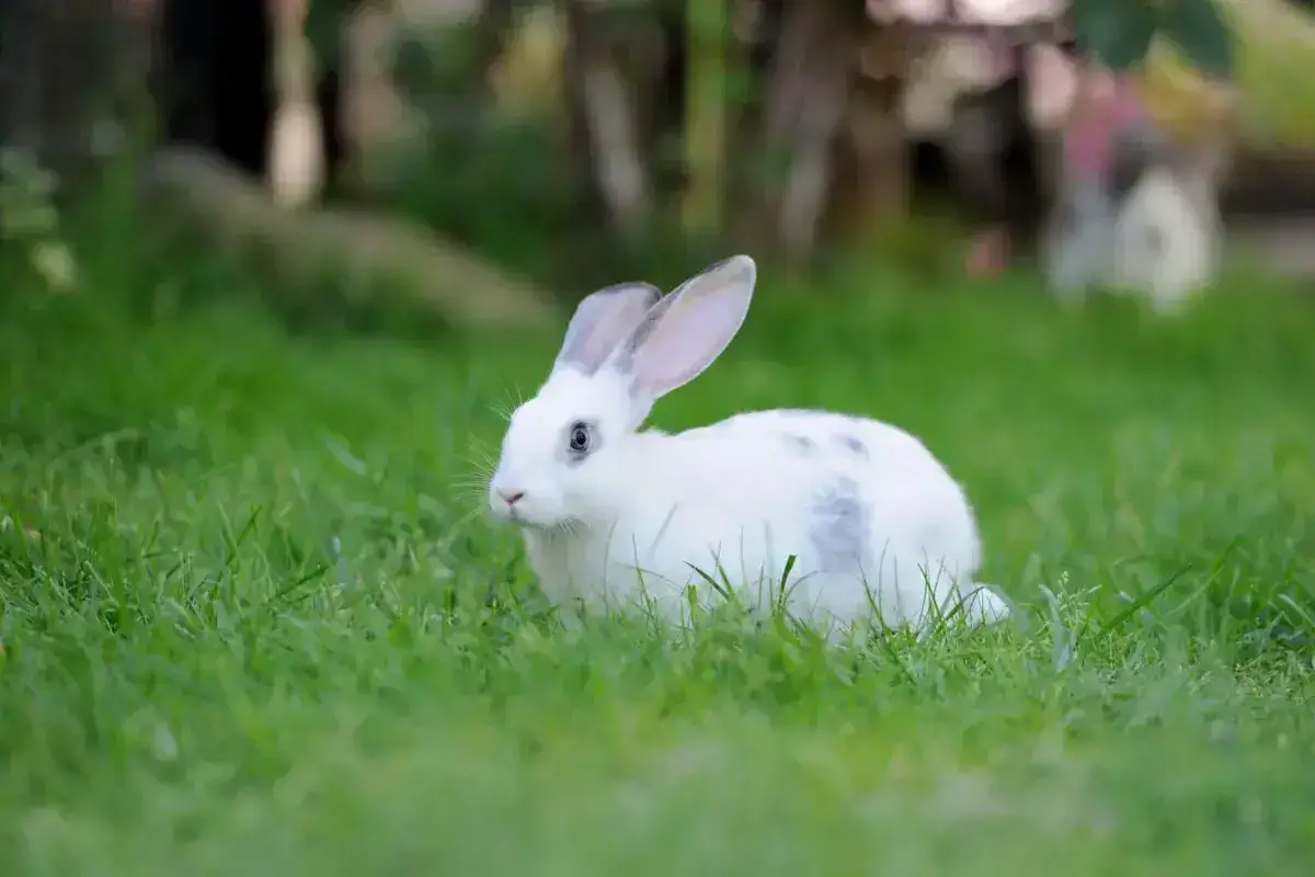 Consideraciones al Adoptar un Conejo