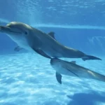 Datos Curiosos de los Delfines ¡Sorpréndete con su Inteligencia!