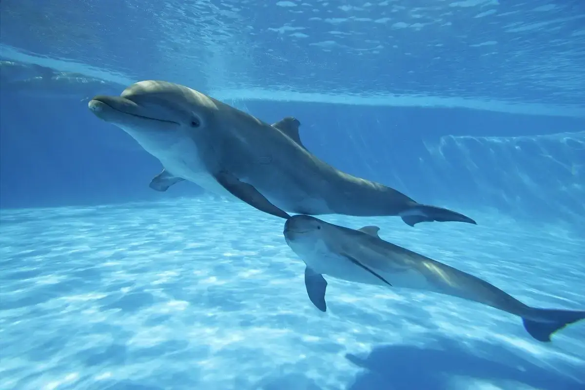 Datos Curiosos de los Delfines ¡Sorpréndete con su Inteligencia!
