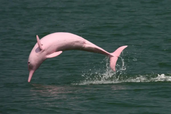 Delfín rosado Hong Kong