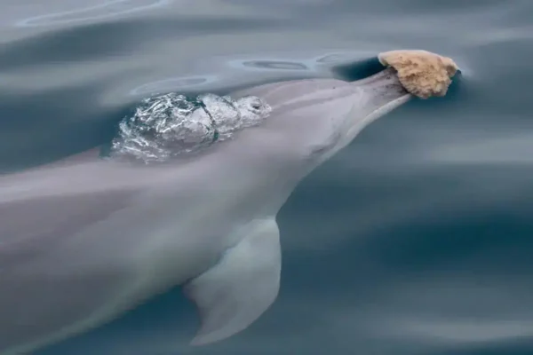 Delfín usando esponja marina