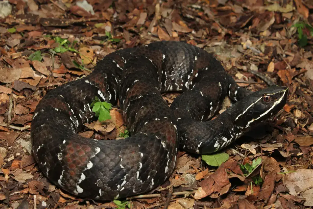 La serpiente Huolpoch Un reptil fascinante y en peligro de extinción