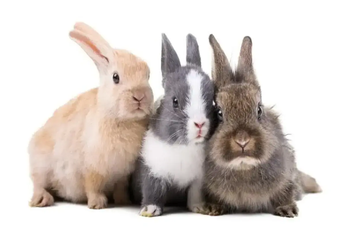 Razas de Conejos Descubre las Más Populares