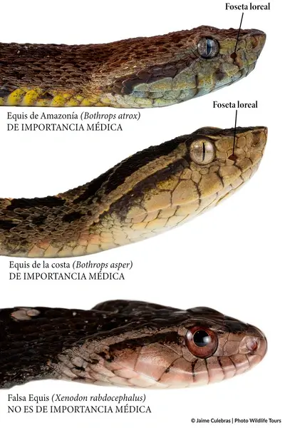 Como identificar una serpiente terciopelo de una falsa