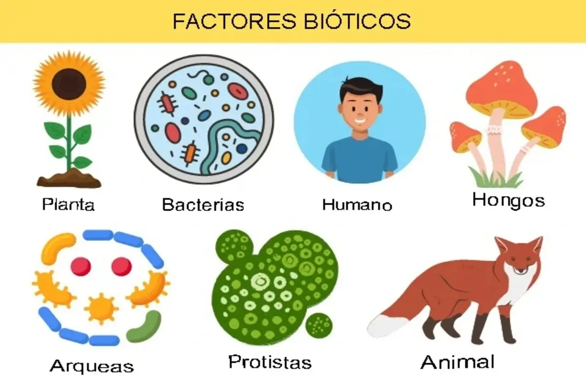 Descubre Los Factores Bióticos Y Abióticos Que Moldean La Naturaleza