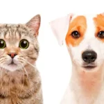 Diferencias entre Perros y Gatos: ¿Cuál es Mejor?