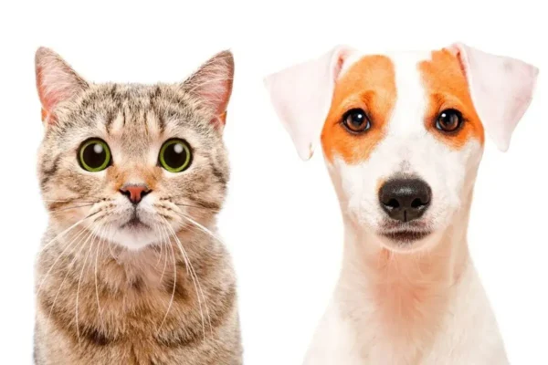 Diferencias entre Perros y Gatos: ¿Cuál es Mejor?